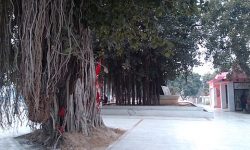 jyotisar